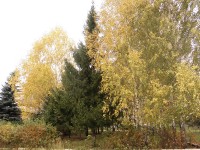 11 октября. Листопад, листопад, листья жёлтые летят... Автор Даша Мартемьянова, п. Шатки Нижегородской области