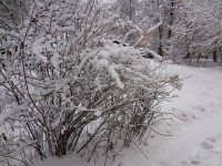 5 декабря. Под снежным пледом. Автор Наталья Груздева