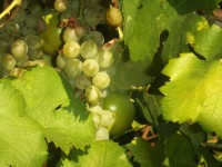 25 августа. Август - грозди винограда и рябины ржавой... Крымский виноград. Автор Лариса Шумилина