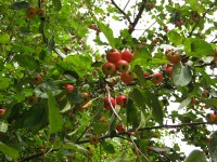 31 августа. Последний день лета. Яблонька-дичок вся в ярких, сочных плодах. Автор Татьяна Шепелева