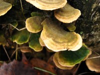 7 ноября. В опустевшем лесу. Колония потрясающе красивых грибов. Автор Татьяна Шепелева