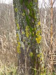 7 ноября. В опустевшем лесу. Аппликации лишайников на стволе тополя. Автор Татьяна Шепелева