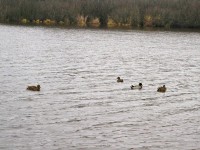 6 ноября. Погодные аномалии. Дикие утки на лесном озере в ноябре. Автор Татьяна Шепелева