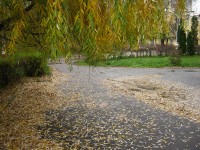 5 ноября. Ноябрьское цветение. Под золотым дождём ивовых листьев. Автор Татьяна Шепелева