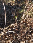 19 ноября. Назло холодам. Юный росток над мертвой листвой. Автор Татьяна Шепелева
