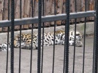 10 августа. В зоопарке ''Лимпопо''. Леопард в разгар сиесты. Автор Татьяна Шепелева