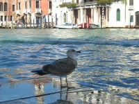 5 октября. Международные дни наблюдения птиц. Фотостраница. Прекрасная венецианка. Автор Марина Вашаткина
