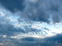 19 октября. Уж небо осенью дышало... Гусей крикливых караван в небе над Бремерхафеном. Автор Якоб Мелем, Германия