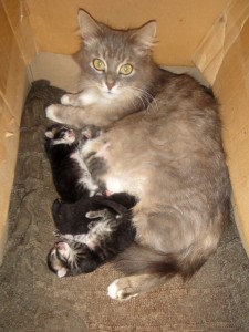 4 апреля. ''А у нас сегодня кошка родила вчера котят''. Счастливая мамочка со своими малышами