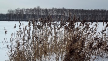 7 февраля. Зимнее озеро. Оттенки настроения. Автор Марина Вашаткина