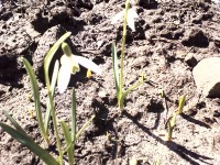 21 апреля. Как переменчива весна! 20 апреля вместо снега - первые цветы... Автор Елена Шарова