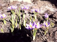 21 апреля. Как переменчива весна! 20 апреля вместо снега - первые цветы... Автор Елена Шарова