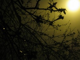 5 мая. Ночной туман. Автор Татьяна Шепелева