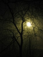 5 мая. Ночной туман. Автор Татьяна Шепелева