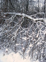 4 января. Зимний лес. Автор Полина Круглова