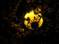 23 мая. Прогулка по маю. Чехия, Прага - пражский фонарь в обрамлении цветущей магнолии, 3 мая. Автор Полина Круглова