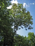 2 июня. Дерево-загадка - черёмуха, акация? Автор Татьяна Шепелева