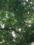 2 июня. Дерево-загадка - черёмуха, акация? Автор Татьяна Шепелева