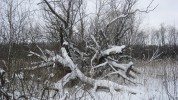 26 февраля. Февраль вьюговейный. Фото Альбины Владимировны Алексеевой, Нижний Новгород