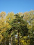 21 марта. Международный день леса. Золотая осень в лесу. Автор Татьяна Шепелева