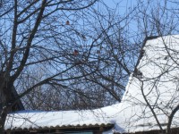 29 марта. Снегири - предвестники зимы?! Автор Медяева Г.И., п. Шатки Нижегородской области
