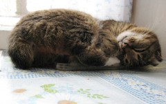15 февраля. Маруся спит на кухонном подоконнике. Автор Татьяна Шепелева