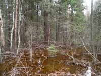21 марта. Международный день леса. Лес в начале мая на реке Линда. Автор Марина Вашаткина