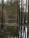 21 марта. Международный день леса. Лес в начале мая на реке Линда. Автор Марина Вашаткина