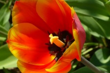 25 мая. Хороши весной в саду цветочки! Автор Галина Ивановна Лихачёва