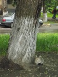 31 мая. В последний день весны. Кот под деревом-''зонтиком''. Автор Марина Вашаткина