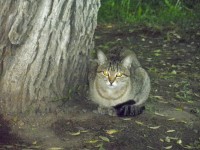 31 мая. В последний день весны. Кот под деревом-''зонтиком''. Автор Марина Вашаткина