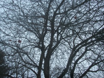16 февраля. Зимние яблоки. Толоконцево. Автор Лариса Шумилина