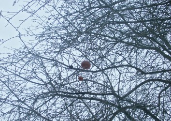 16 февраля. Зимние яблоки. Толоконцево. Автор Лариса Шумилина