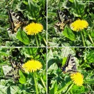 На набережной Варнавина. Махаон (Papilio machaon) – майская фотосессия. Фото Татьяны Шепелевой