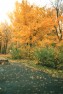 ''Золотая осень. Парк им. 1 Мая''. Фото Яковлевой Г.В.