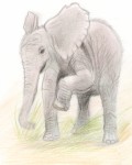 Африканский слон. Рис. Анны Солош. 2012 год