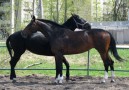 Лошади, принадлежащие конно-спортивной школе