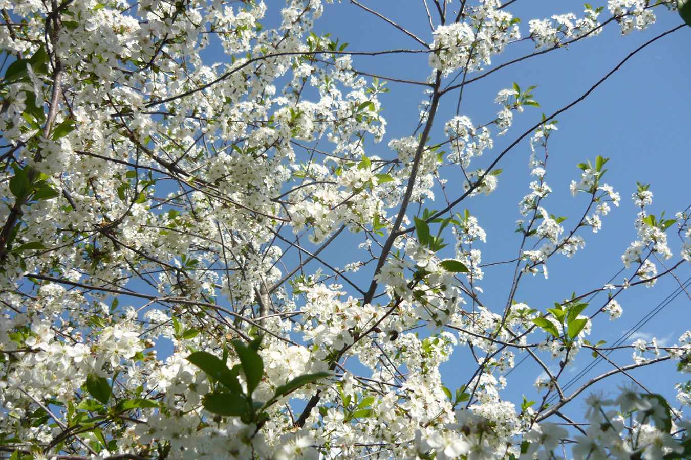 Цветочки весной растут песня. Черемушка дерево. Хороши весной в саду цветочки.
