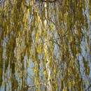 ''Весна. Сережки на берёзах''. Фото Яковлевой Г.В.