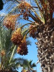 23 октября. Октябрь экзотический. Финиковая пальма с плодами. Автор Елена Булатова, Белгород