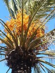 23 октября. Октябрь экзотический. Финиковая пальма с плодами. Автор Елена Булатова, Белгород