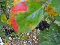 11 октября. Листопад, листопад, листья жёлтые летят... Автор Даша Мартемьянова, п. Шатки Нижегородской области
