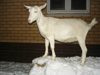 26 декабря. Идет коза рогатая... Очаровательные зааненские козочки. Автор Татьяна Фирсова