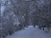 5 декабря. Под снежным пледом. Автор Наталья Краева
