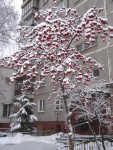 5 декабря. Под снежным пледом. Автор Наталья Краева