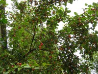 31 августа. Последний день лета. Яблонька-дичок вся в ярких, сочных плодах. Автор Татьяна Шепелева