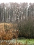 7 ноября. В опустевшем лесу. Осеннее болото. Автор Татьяна Шепелева