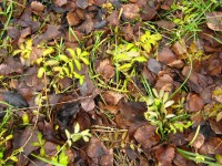 7 ноября. В опустевшем лесу. Травяные аппликации на ковре из опавших листьев. Автор Татьяна Шепелева