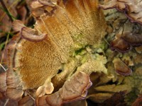 7 ноября. В опустевшем лесу. Колония потрясающе красивых грибов. Автор Татьяна Шепелева