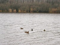 6 ноября. Погодные аномалии. Дикие утки на лесном озере в ноябре. Автор Татьяна Шепелева